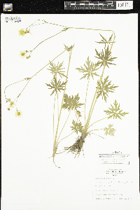Ranunculus acris image