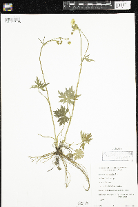 Ranunculus acris image