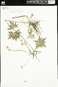 Ranunculus acris image