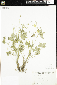 Ranunculus acris image