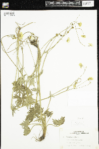 Ranunculus acris image