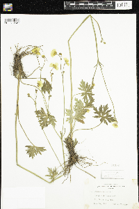 Ranunculus acris image