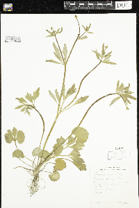 Ranunculus abortivus image