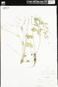 Ranunculus abortivus image