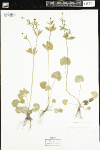 Ranunculus abortivus image