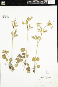 Ranunculus abortivus image