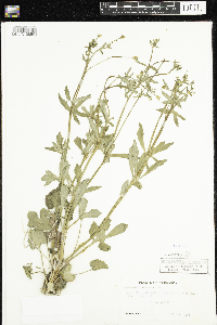 Ranunculus abortivus image