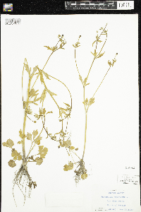 Ranunculus abortivus image