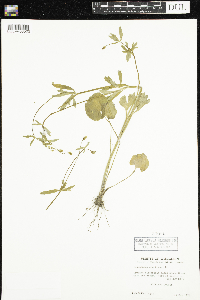 Ranunculus abortivus image