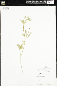 Ranunculus abortivus image