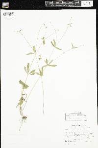 Ranunculus abortivus image