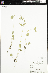 Media resource of Ranunculus abortivus