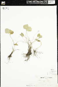 Ranunculus abortivus image