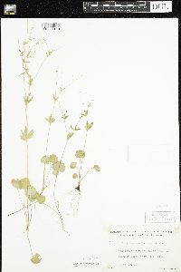 Ranunculus abortivus image