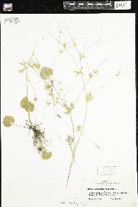 Ranunculus abortivus image