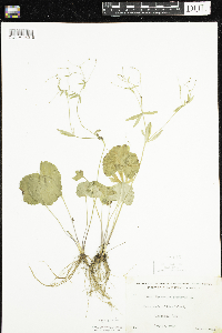 Ranunculus abortivus image