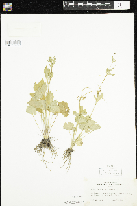 Ranunculus abortivus image