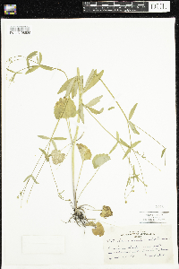 Ranunculus abortivus image