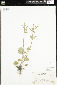 Ranunculus abortivus image