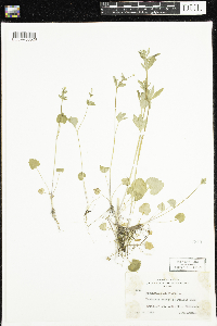 Ranunculus abortivus image