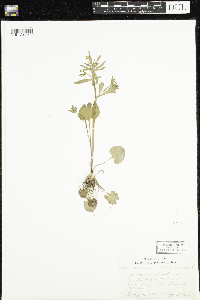 Ranunculus abortivus image