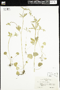 Ranunculus abortivus image