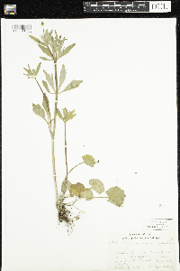 Ranunculus abortivus image