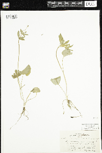 Ranunculus abortivus image