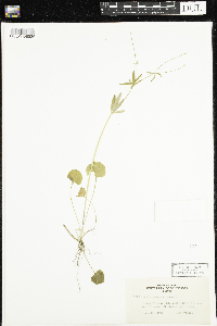 Ranunculus abortivus image