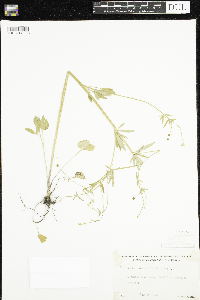 Ranunculus abortivus image