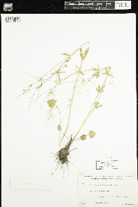Ranunculus abortivus image