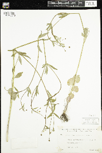 Ranunculus abortivus image