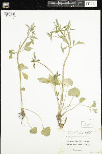 Ranunculus abortivus image