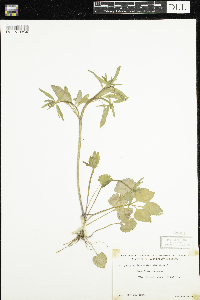 Ranunculus abortivus image