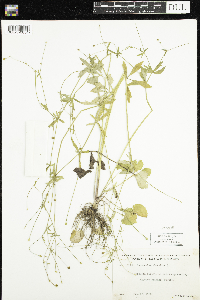 Ranunculus abortivus image