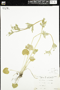 Ranunculus abortivus image