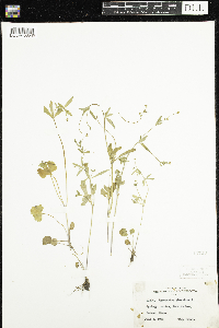Ranunculus abortivus image