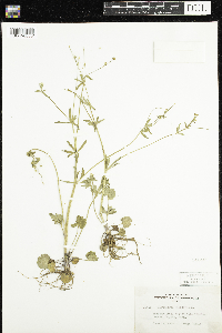 Ranunculus abortivus image