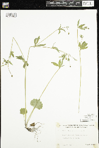 Ranunculus abortivus image