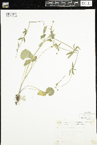 Ranunculus abortivus image