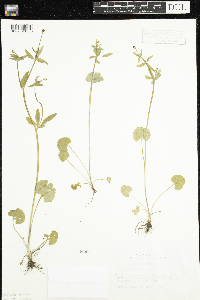 Ranunculus abortivus image