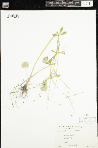Ranunculus abortivus image