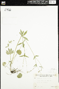 Ranunculus abortivus image