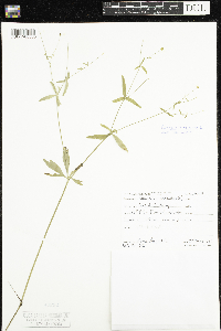 Ranunculus abortivus image