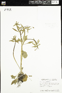 Ranunculus abortivus image