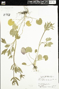 Ranunculus abortivus image