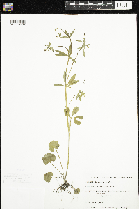 Ranunculus abortivus image