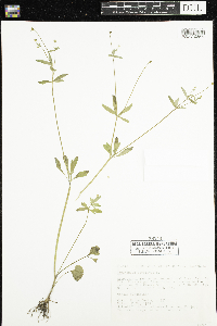 Ranunculus abortivus image