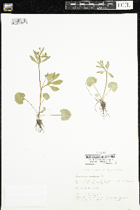 Ranunculus abortivus image