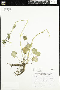 Ranunculus abortivus image